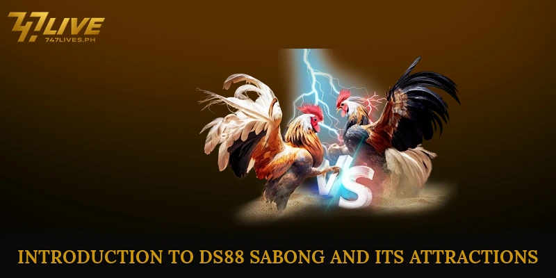 DS88 sabong insights to dominate each thrilling fight 5 Introduction to DS88 Sabong and Its Attractions