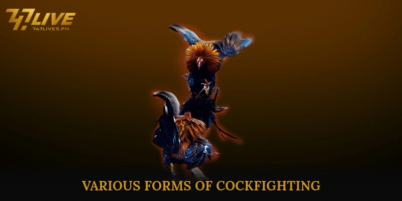 Various Forms of Cockfighting