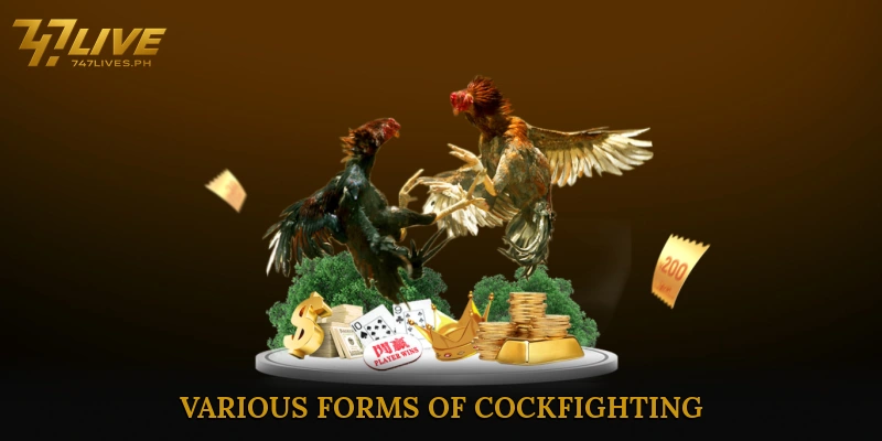 Sabong International insights to dominate every thrilling fight 6 Various Forms of Cockfighting