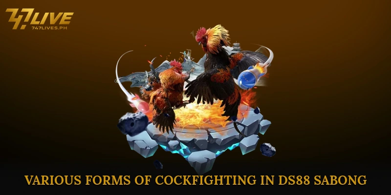DS88 sabong insights to dominate each thrilling fight 6 Various Forms of Cockfighting in DS88 Sabong