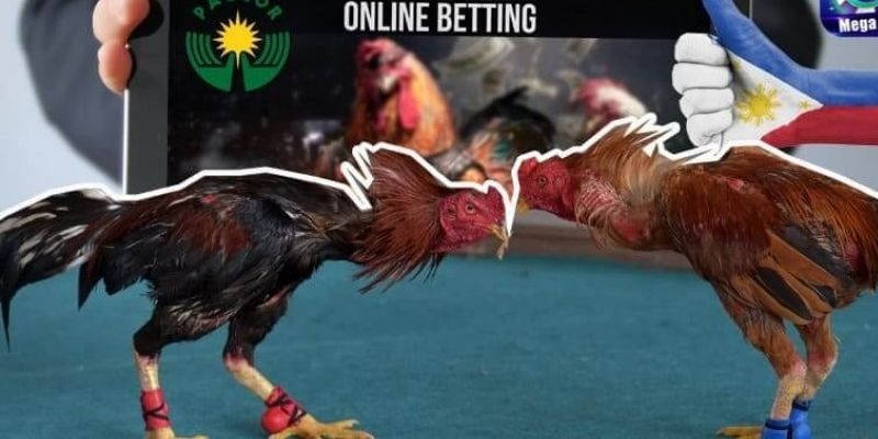 virtual-cockfighting-betting-Strategies