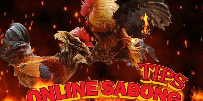 virtual-cockfighting-betting-Why